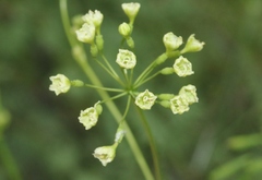 Commicarpus scandens