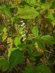 Spiranthes cernua