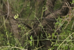 Commicarpus scandens