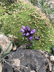 Gentianella propinqua