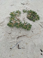 Euphorbia polygonifolia