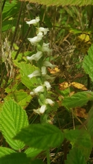 Spiranthes cernua