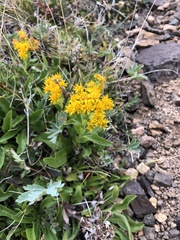 Solidago multiradiata