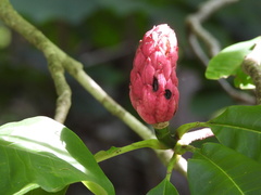 Magnolia tripetala