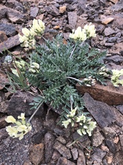Oxytropis campestris