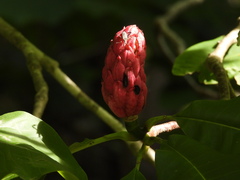 Magnolia tripetala