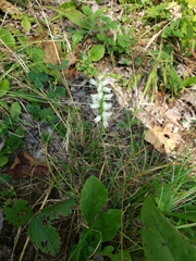 Spiranthes cernua