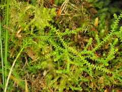 Selaginella helvetica