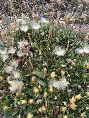Dryas hookeriana