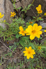 Bidens aristosa