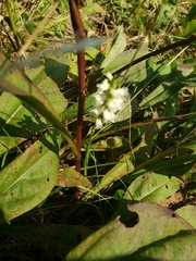 Spiranthes cernua