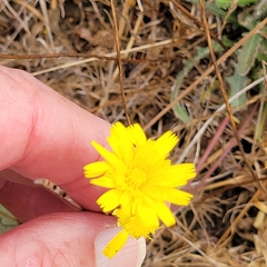 Crepis capillaris