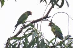 Eupsittula canicularis