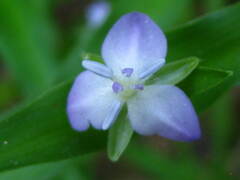 Murdannia keisak