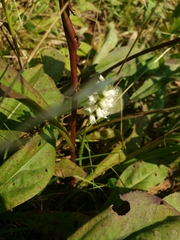 Spiranthes cernua