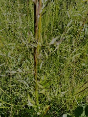 Cirsium muticum