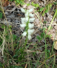 Spiranthes cernua