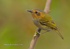Poecilotriccus plumbeiceps
