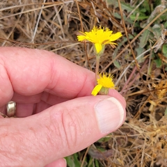 Crepis capillaris
