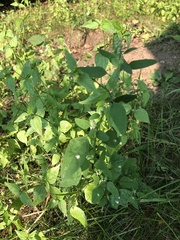 Galinsoga parviflora