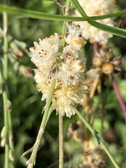 Cuscuta campestris