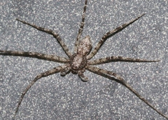 Selenops actophilus