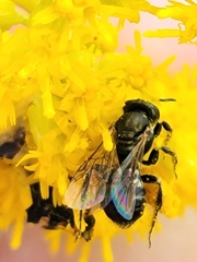 Perdita octomaculata