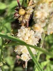 Cuscuta campestris
