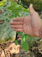 Circaea canadensis