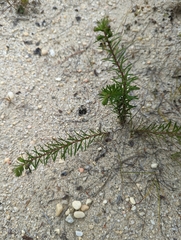 Ionactis linariifolia