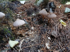 Psathyrella bipellis
