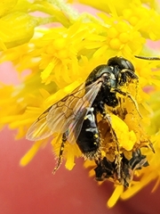 Perdita octomaculata