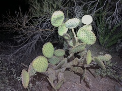Opuntia chlorotica