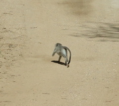 Chlorocebus pygerythrus pygerythrus