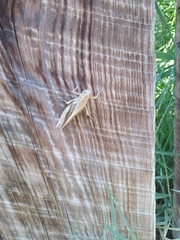 Melanoplus yarrowii