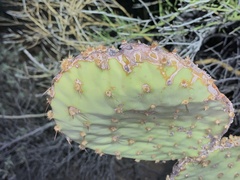 Opuntia chlorotica