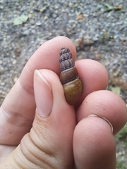 Juga plicifera