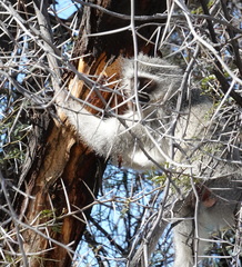 Chlorocebus pygerythrus pygerythrus