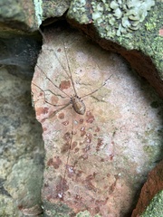 Leiobunum aldrichi
