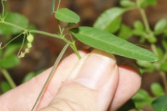 Desmodium procumbens