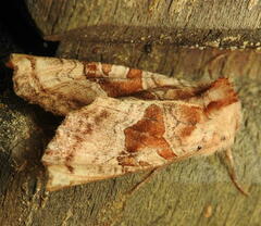 Phlogophora periculosa