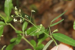 Desmodium procumbens