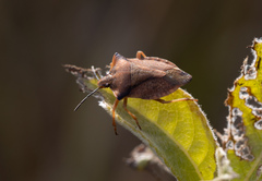Carpocoris fuscispinus