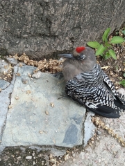 Melanerpes hypopolius