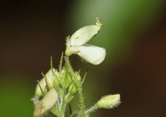 Desmodium procumbens
