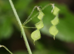 Desmodium procumbens