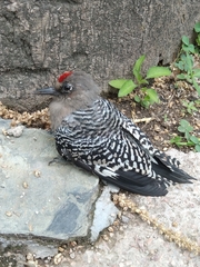 Melanerpes hypopolius