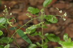 Desmodium procumbens