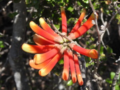 Erythrina acanthocarpa
