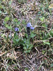 Veronica wormskjoldii